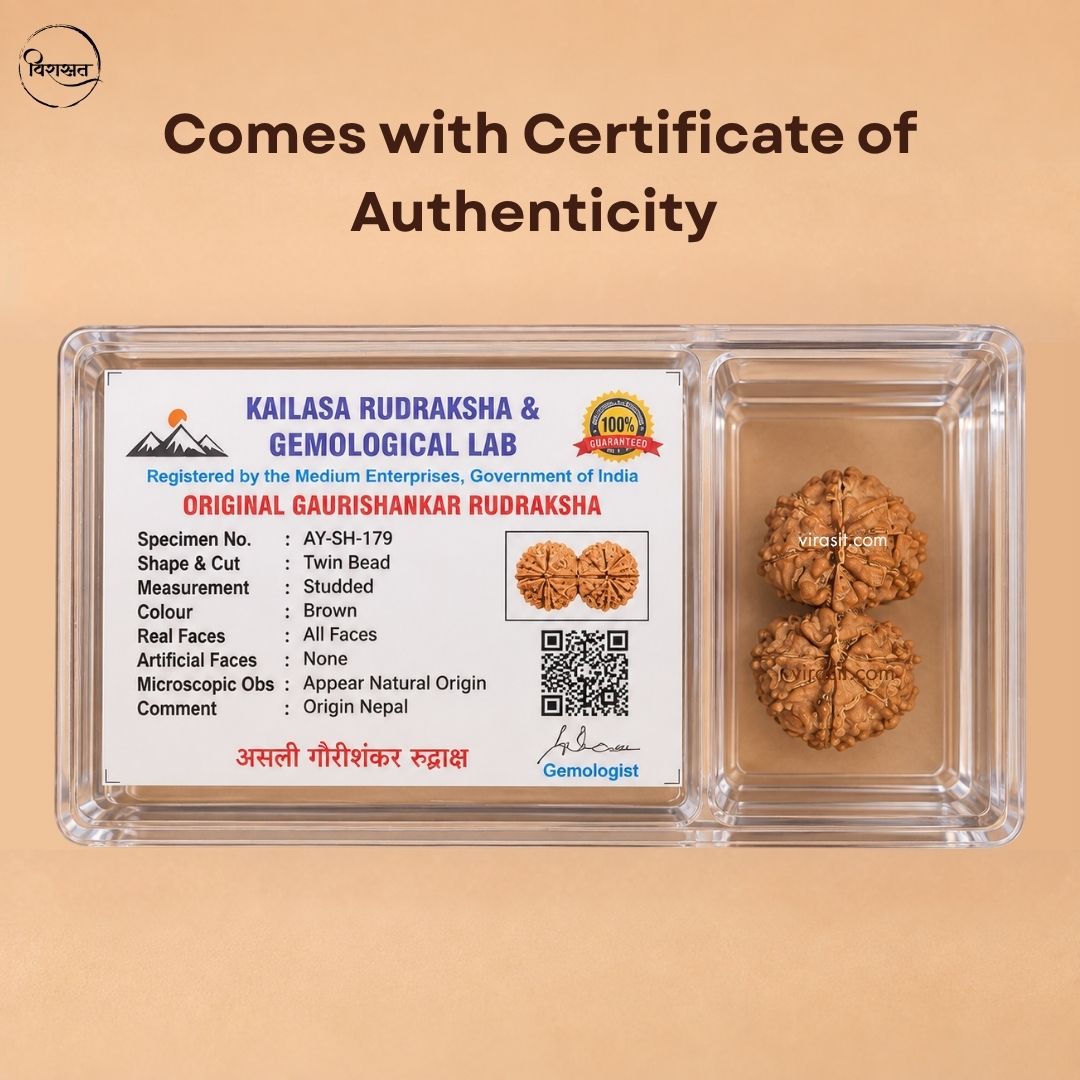 Nepali Gauri-Shankar Rudraksha