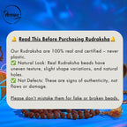 Nepali 2 Mukhi Rudraksha Pendant – 100% Natural & Certified
